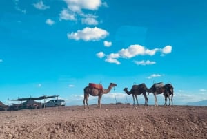Marrakech: giro in cammello nel deserto di Agafay con cena e spettacolo
