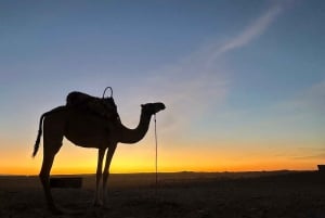 Marrakech: giro in cammello nel deserto di Agafay con cena e spettacolo