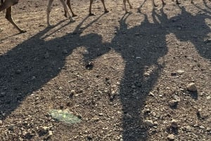 Marrakech: giro in cammello nel deserto di Agafay con cena e spettacolo