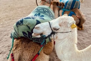 Marrakech: giro in cammello nel deserto di Agafay con cena e spettacolo