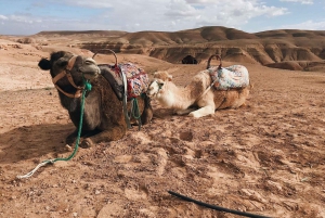 Marrakech: Agafay Desert Dinner, Camel Ride, Quad Biking