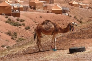 Marrakech: Agafay Desert Dinner Show mit Kamelritt bei Sonnenuntergang
