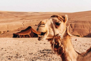 Marrakech: Agafay-woestijndiner met muziek en vuurshow