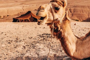 Marrakech: Agafayn aavikko-illallinen musiikin ja tulishow'n kera.