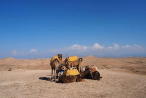 Marrakesz: magiczna kolacja na pustyni Agafay, przejażdżka na wielbłądzie i zachód słońca