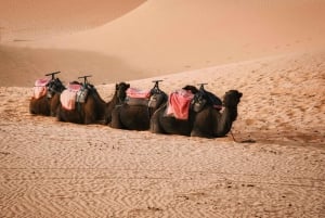 マラケシュ：アガファイ砂漠、四輪バギー、ラクダ乗り、ディナーショー