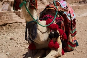 Marrakesh: Agafay-woestijn, quad, kamelenrit, diner en show