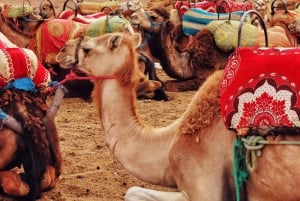 Marrakesh: Agafay-woestijn, quad, kamelenrit, diner en show