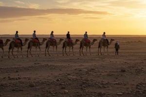 Marrakech: Agafayn aavikkokilpailu, kameliratsastus, illallinen, show