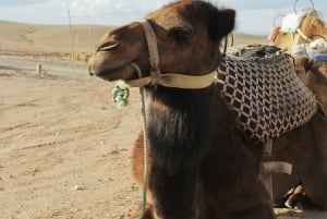 Marrakech: Agafay-ørkenen med firhjuling, kameler og middagsshow