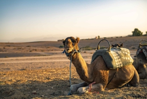 Marrakech: Agafay Desert Quad Biking with Dinner Show
