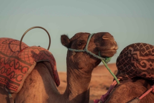 Marrakech: Agafay Desert Quad Biking with Dinner Show