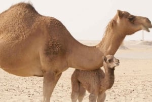 Marrakesch: Agafay-Wüste - Quad- & Kamelritt mit Dinner-Show