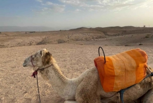 Marraquexe: passeios de moto-quatro e camelo no deserto de Agafay com espetáculo e jantar