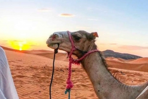 Marrakech: Sunset Agafay Desert Camel Ride, Dinner & Show