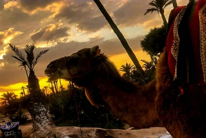 Marrakesh: Agafay Desert Sunset, Camel Ride, Dinner and Show