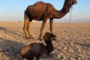 Marrakech Agafay Desert Tour With Dinner