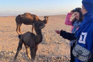 Marrakech Agafay Desert Tour With Dinner