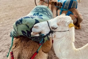 Marrakech: Agafay Quad Tour with Camel Ride, Dinner & Show