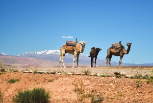 Marrakech : excursion dans l'Atlas et le désert Agafay avec balade en chameau