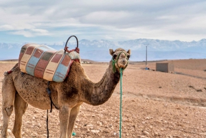 Marrakech: tour delle montagne dell'Atlante e del deserto di Agafay con giro in cammello