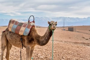 Marrakech: Atlas Mountains & Agafay Desert Tour w Camel Ride