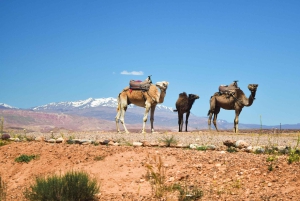 Marrakech: Atlas Mountains & Agafay Desert Tour w Camel Ride