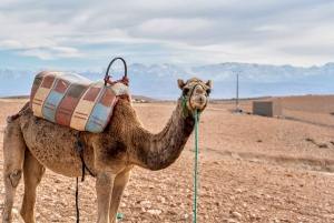Marrakech: Atlas Mountains & Agafay Desert Tour w Camel Ride