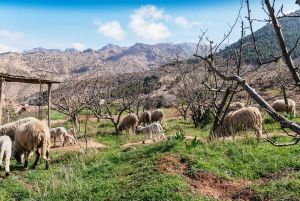 Marrakech: Atlas Mountains and 5 Valleys Day Tour with Lunch