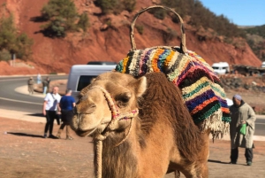 Marrakech: Atlas Mountains, Ourika Valley, Waterfall & Lunch