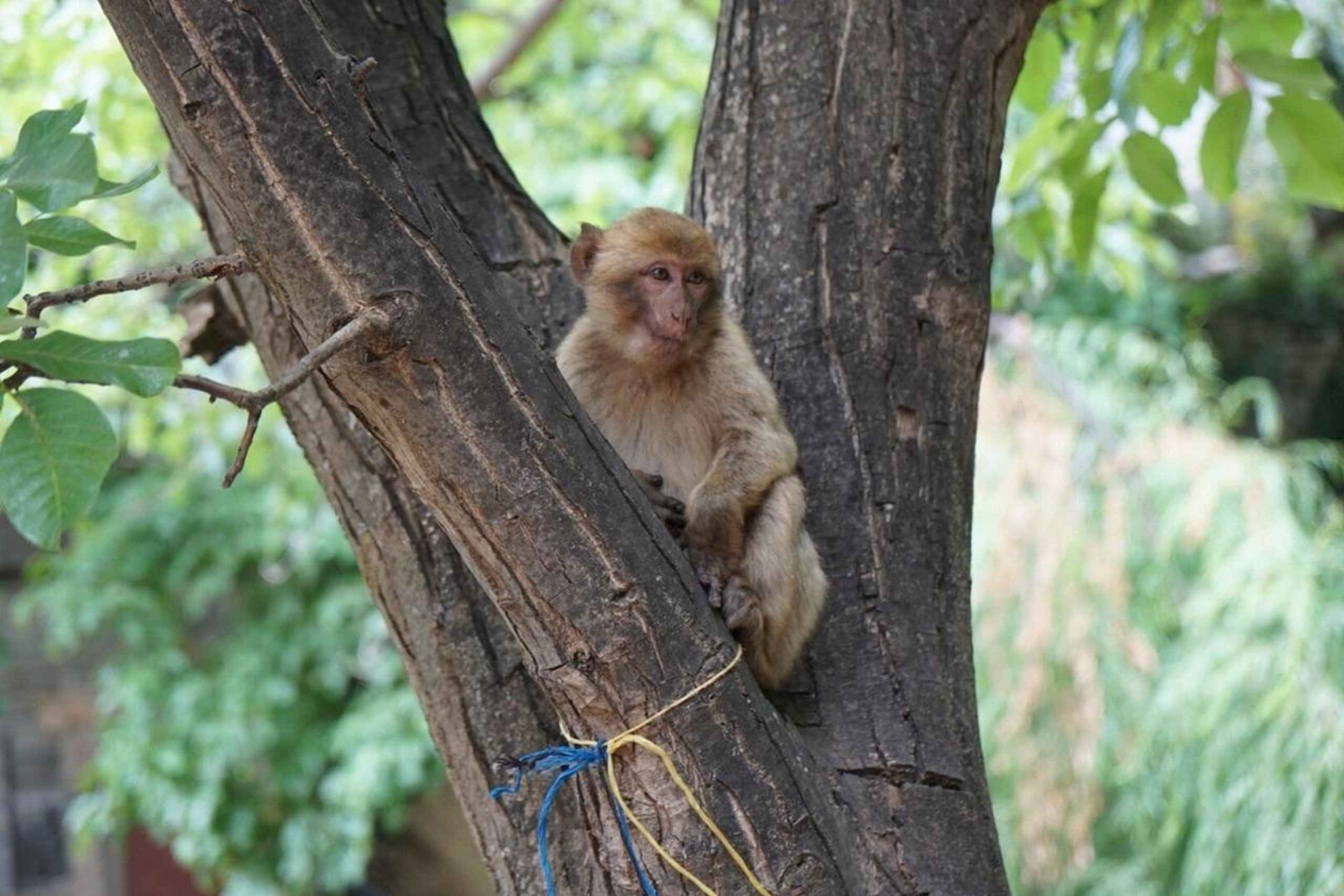 Marrakech: Atlasvuoret, Ourikan laakso oppaan kanssa ja lounas