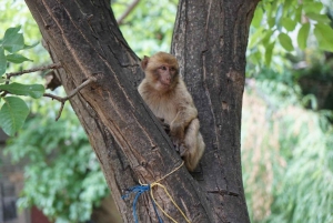 Marrakech: Atlasvuoret, Ourikan laakso oppaan kanssa ja lounas
