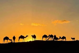 Marrakech: Atlas Mountains Paraglide and Camel Ride Day Trip