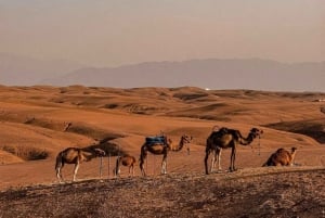 Marrakech: Atlas Mountains Paraglide and Camel Ride Day Trip