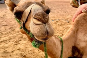 Marrakech: Balloon Flight, Berber Breakfast, and Camel Ride