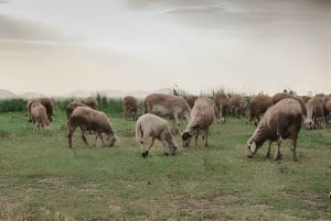 Marrakech: quad al tramonto nel deserto di Agafay con cena e spettacolo