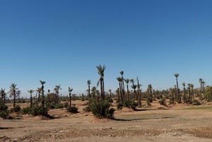 Marrakech: Buggy Experience på Palmeraie med upphämtning på hotellet