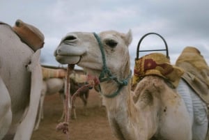 Marrakech: Kamelritt & Abendessen in der Wüste Agafay