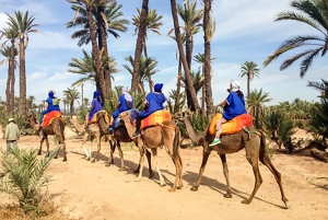 Marrakech: kamelridning i Oasis Palmeraie