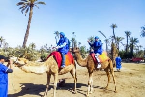 Marrakesz: przejażdżka na wielbłądzie w oazie Palmeraie