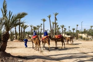 Marrakech: Passeio de Camelo no Oásis do Palmeiral