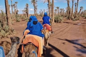 Marrakesh: kamelenrit door de palmoase Palmeraie