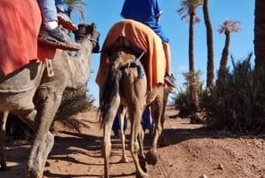 Marrakech: giro in cammello nell'oasi di Palmeraie