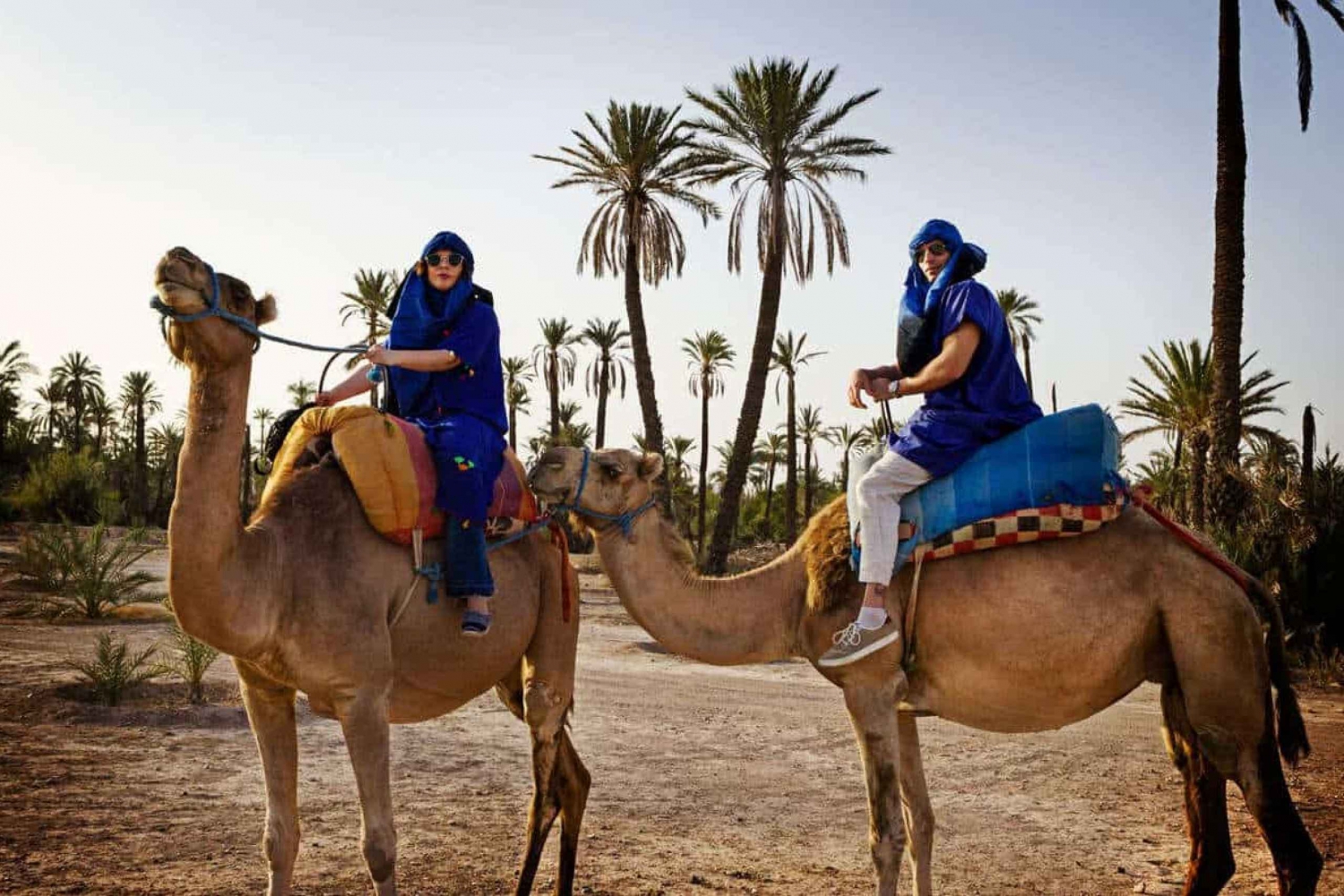 Marrakesz: przejażdżka na wielbłądach w gaju palmowym