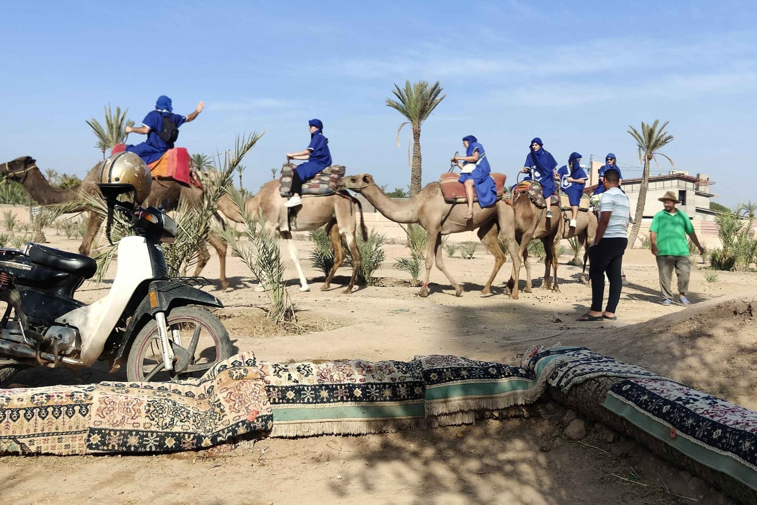 Marrakesz: przejażdżka na wielbłądach w gaju palmowym