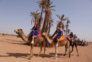 Marrakesh: kameelrit in het palmenbos