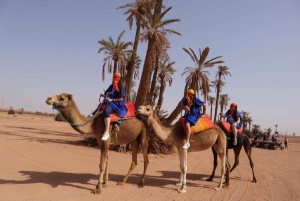 Marrakech : Promenade à dos de chameau dans la palmeraie