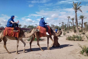Marrakesz: przejażdżka na wielbłądach w gaju palmowym