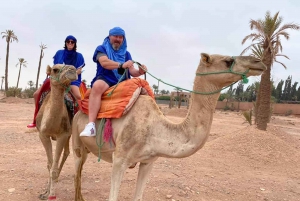 Marrakech kameltur i palmelunden