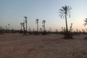 Marrakech camel ride in the palm grove